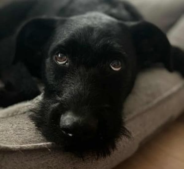 Paulchen ist ein Lebensretter 🐾