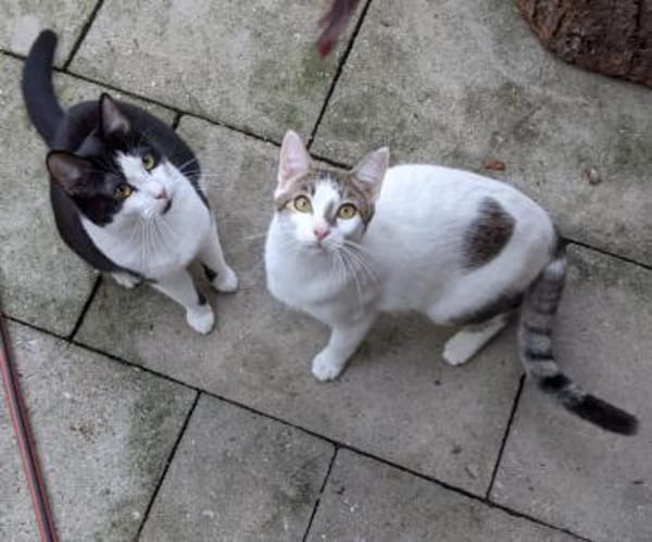 Charlie & Lukas suchen zusammen