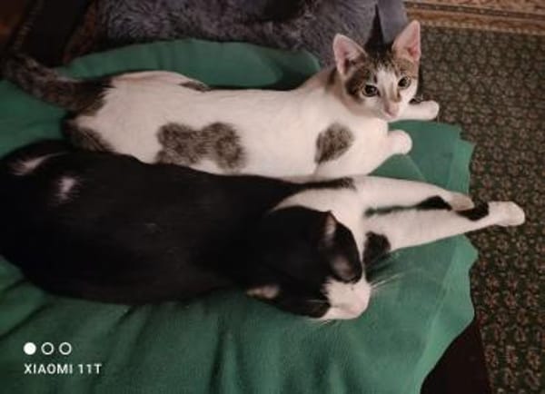 Charlie & Lukas suchen zusammen
