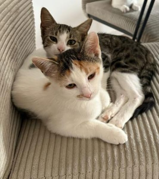 Unser süßes Pärchen Chupa und Nia