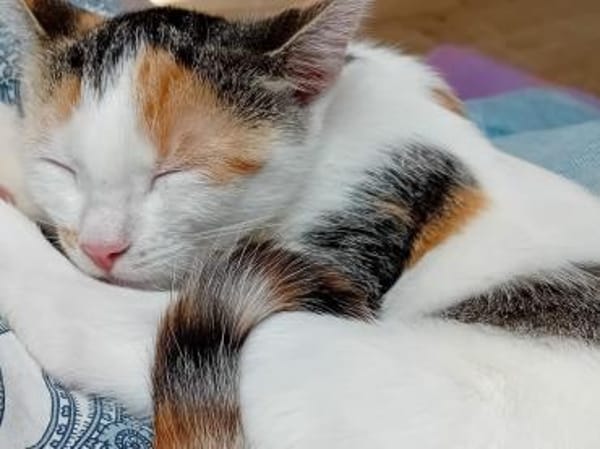 Unser süßes Pärchen Chupa und Nia