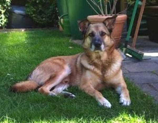 Herzenshund ASTON