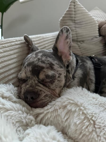 Louie sucht sein Für-Immer-Zuhause