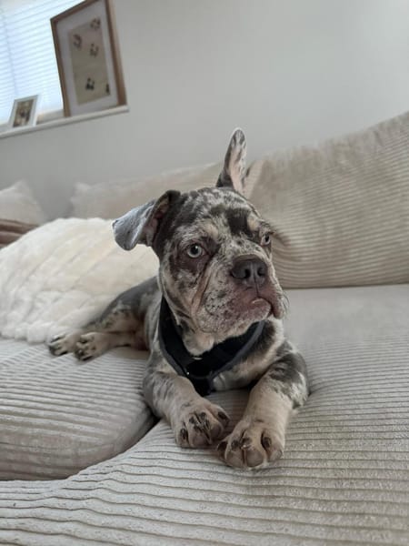 Louie sucht sein Für-Immer-Zuhause