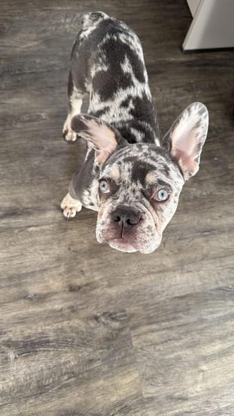 Louie sucht sein Für-Immer-Zuhause
