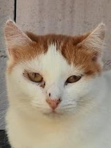 Coopi - lebensfrohe Halb-Ohr-Katze