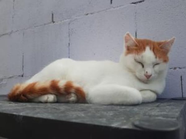 Coopi - lebensfrohe Halb-Ohr-Katze