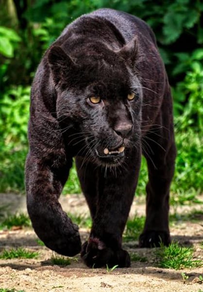 Branoic Panther im Miniatur Format