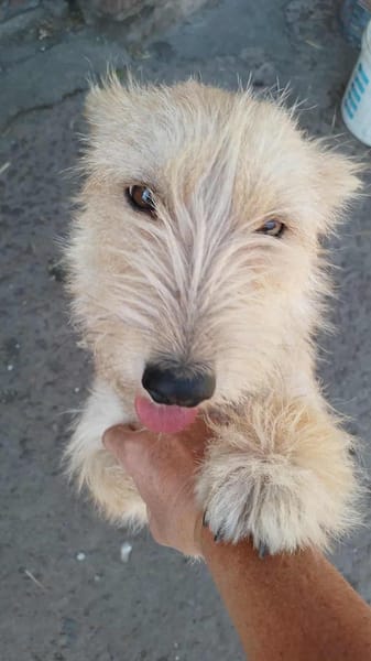 Super süße Cairnterrierhündin