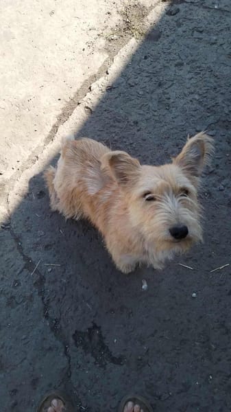Super süße Cairnterrierhündin