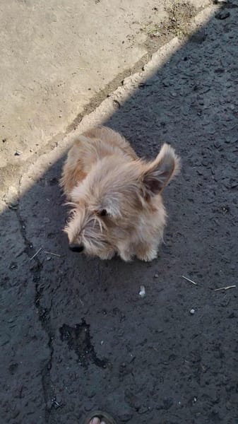 Super süße Cairnterrierhündin