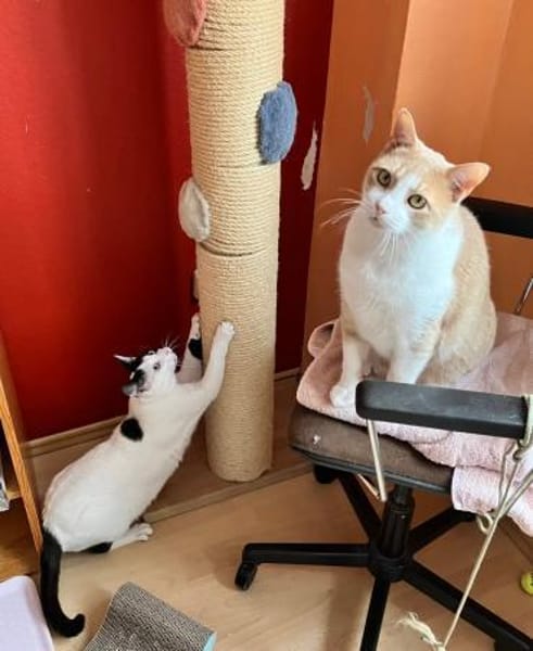 Julius und Oscar suchen zusammen