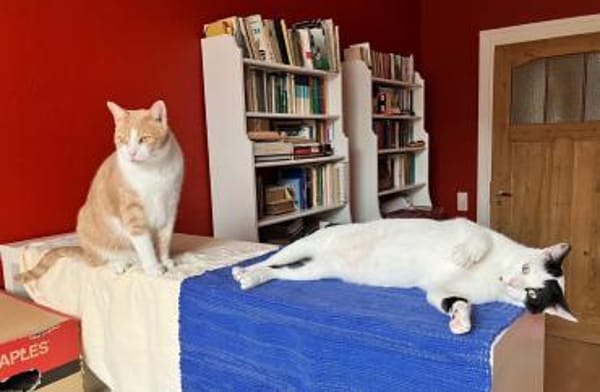 Julius und Oscar suchen zusammen