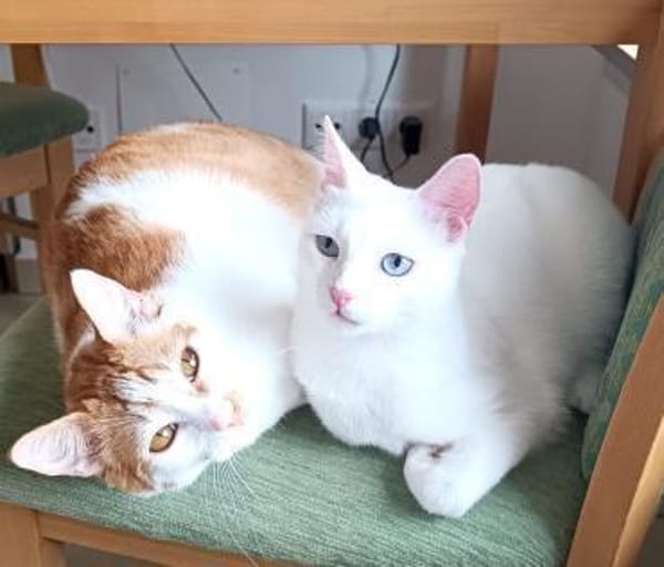 Wilma und Nelyo suchen zusammen