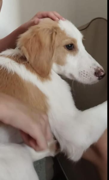 Pino