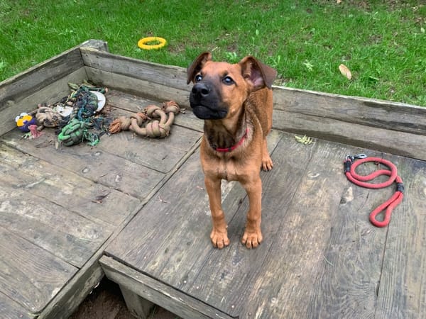 Sanka [Chiot]