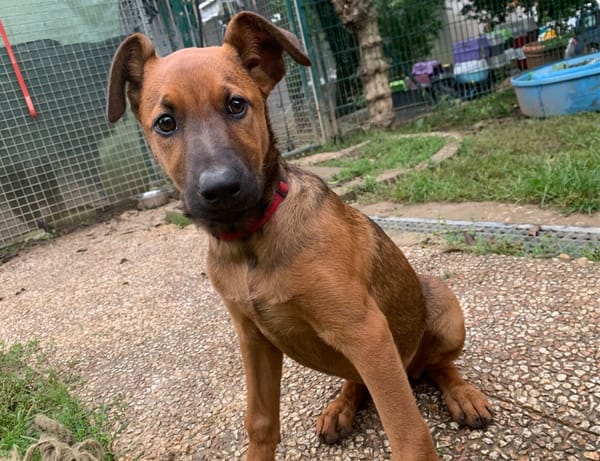 Sanka [Chiot]