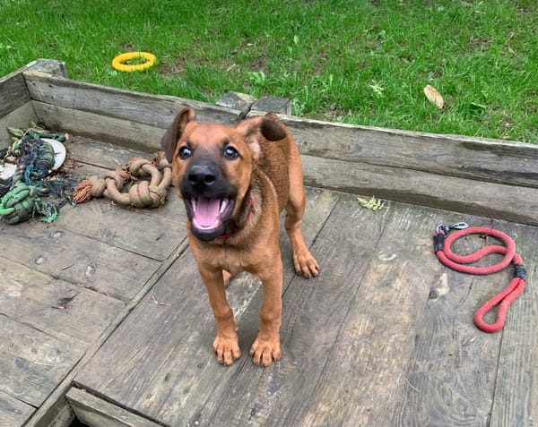 Sanka [Chiot]