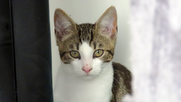 FILOU