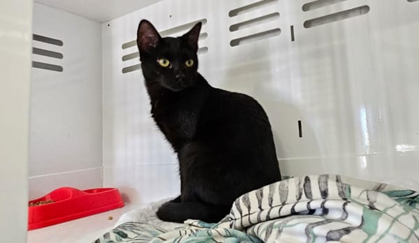 Negrito