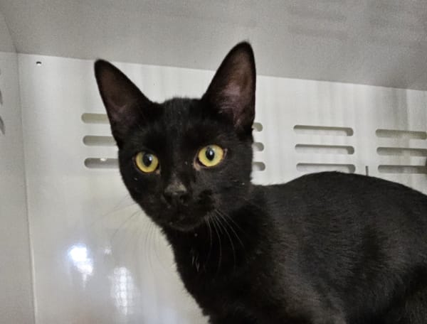 Negrito