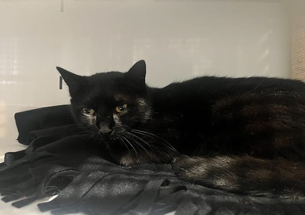 NYLA (réservée)