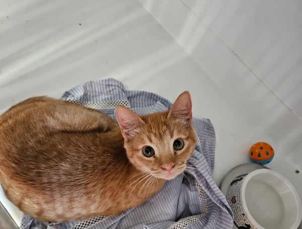 GINGER " réservé "