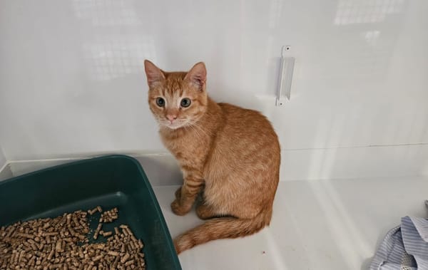 GINGER " réservé "