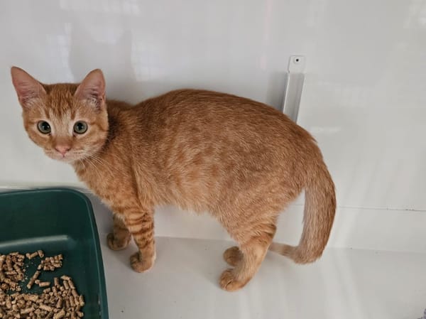 GINGER " réservé "