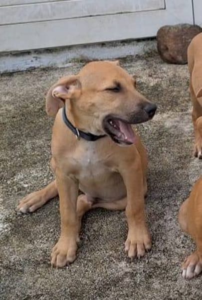 Néwis, mâle croisé berger, né le 18/06/2025 🐶