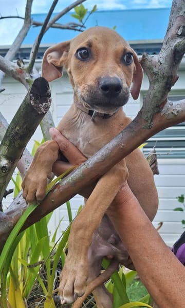 Barton, mâle croisé berger, né le 18/06/2025 🐶