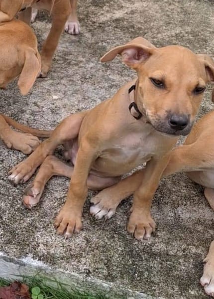 Barton, mâle croisé berger, né le 18/06/2025 🐶