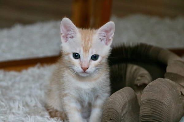 Nala
