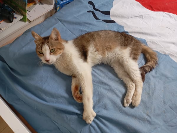 Félix