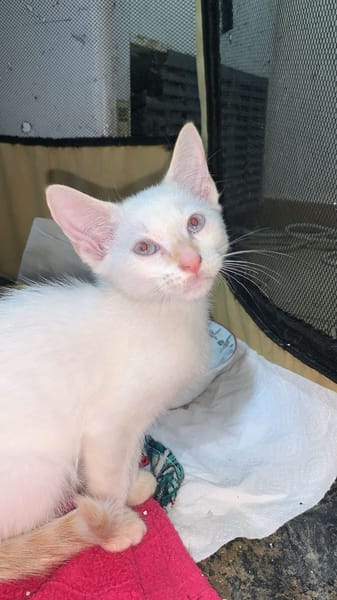 Suki