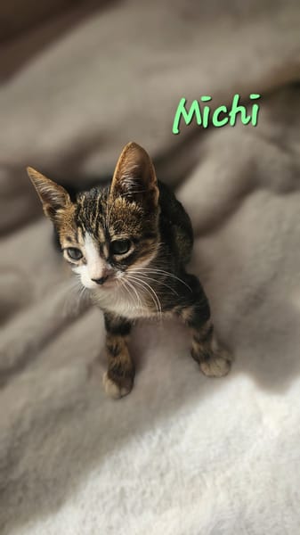Michi