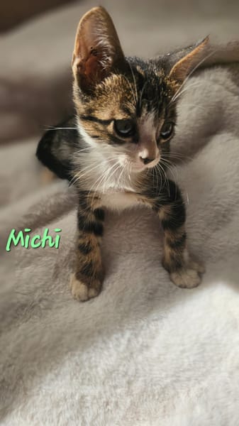 Michi