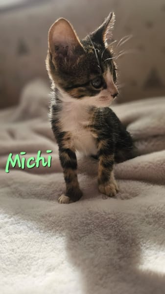 Michi