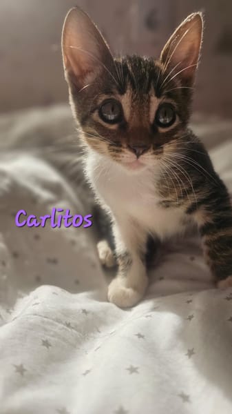 Carlitos