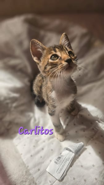 Carlitos