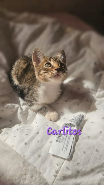 Carlitos