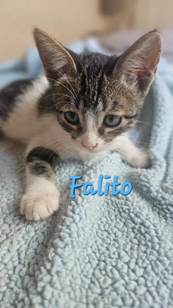 Falito