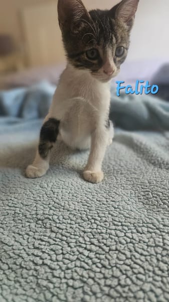 Falito