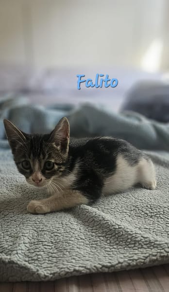 Falito