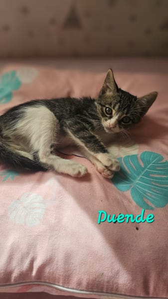 Duende