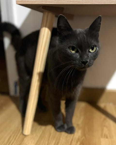 JADE