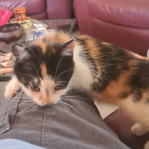 TAÏNA