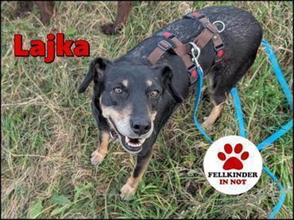 liebe Lajka sucht ein Zuhause für immer