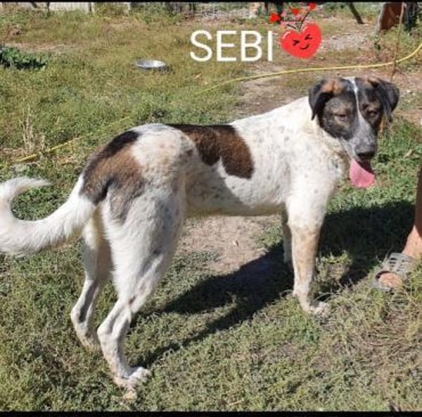SEBI möchte dein Herz erobern!