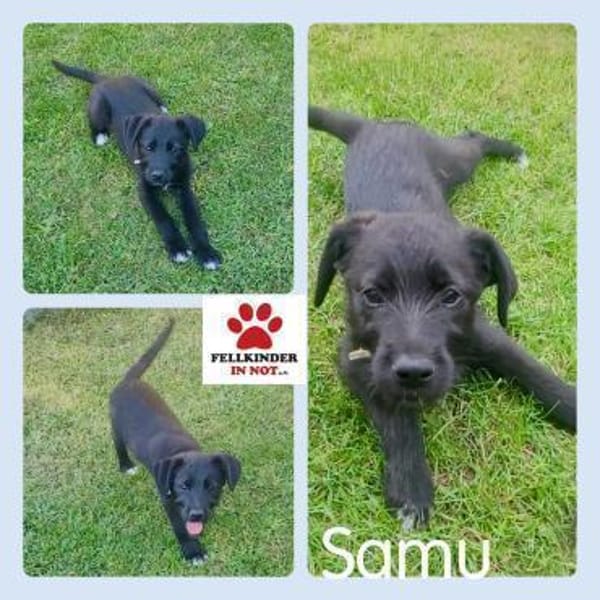Welpe Samu sucht ein Zuhause